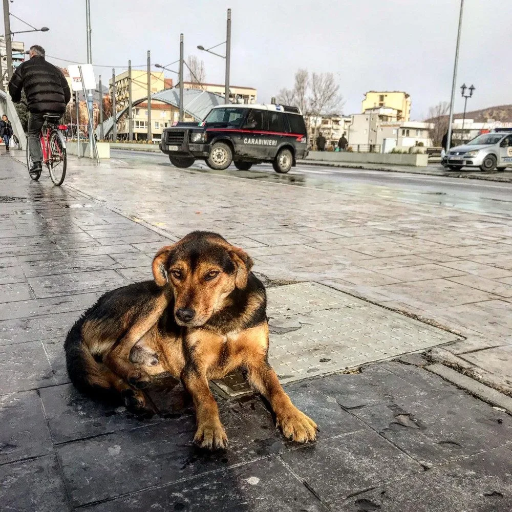 Pohled na most v Kosovské Mitrovici.