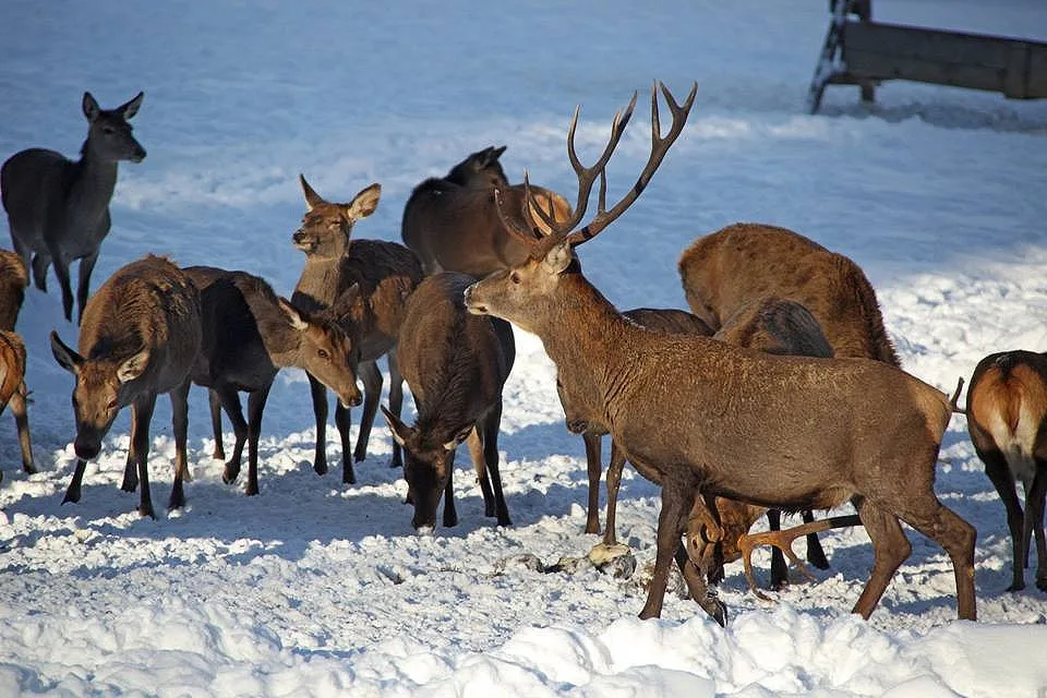 Jeleni ve výběhu v NP Šumava