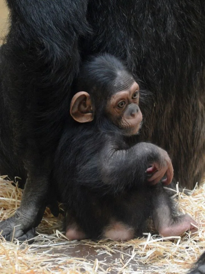 Klenot plzeňské zoo oslavil tři měsíce života, šimpanzí holčička Caila se má čile k světu
