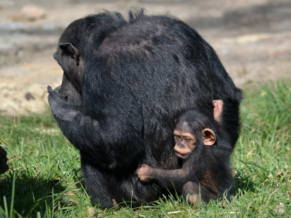 Klenot plzeňské zoo oslavil tři měsíce života, šimpanzí holčička Caila se má čile k světu