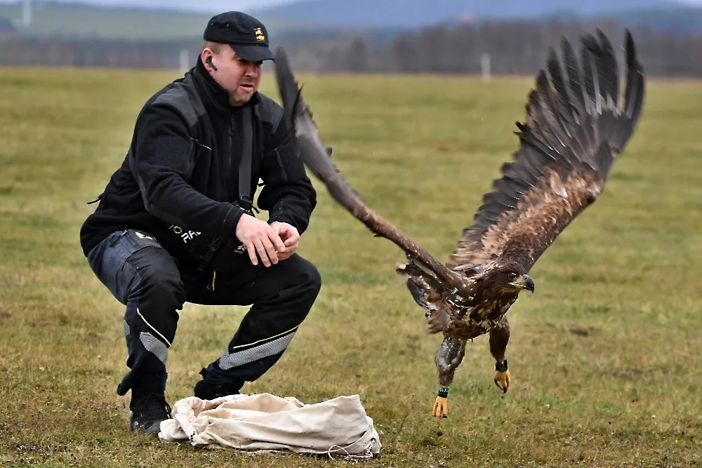 Karel Makoň vypouští zpět do volené přírody uzdraveného orla