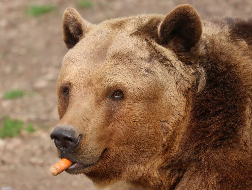 Čtveřice medvědů v plzeňské zoo se probudila ze zimního spánku a už dovádí ve výběhu