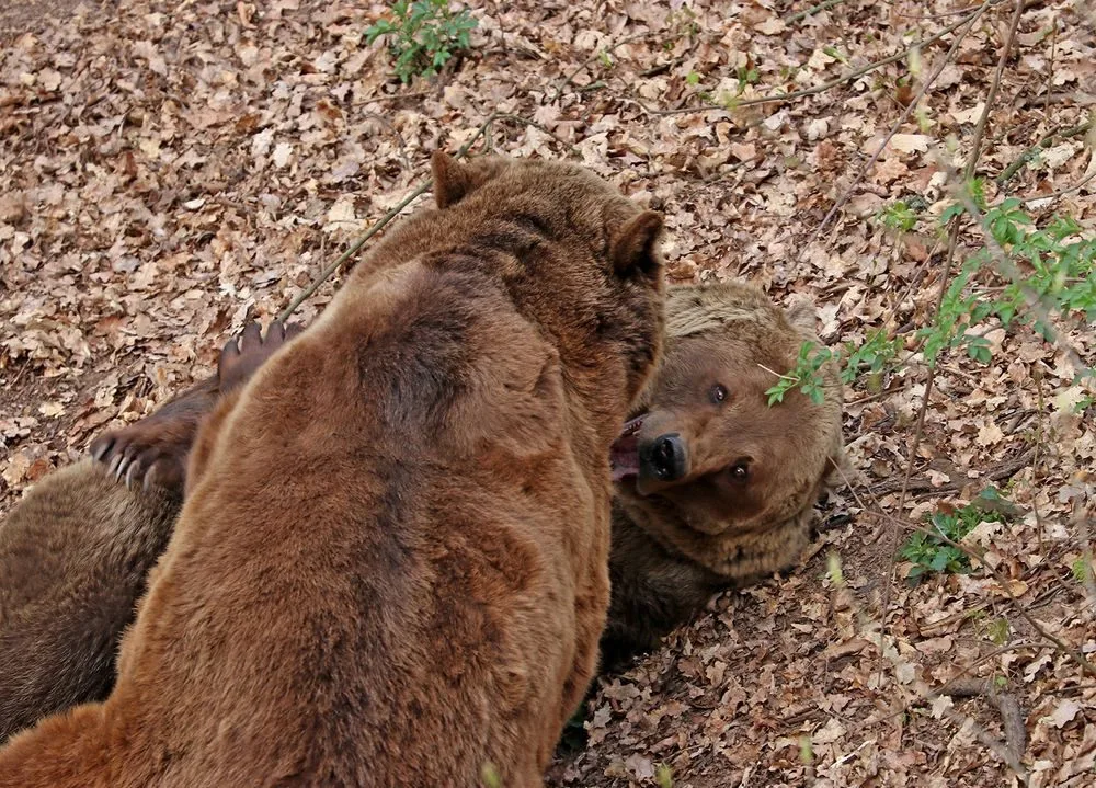 Čtveřice medvědů v plzeňské zoo se probudila ze zimního spánku a už dovádí ve výběhu