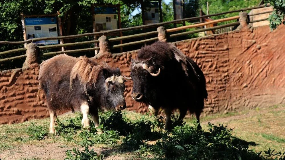 Zoo zatím může zpřístupnit jen venkovní expozice