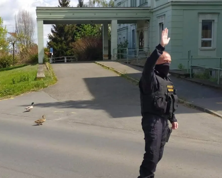 Policie v akci, tentokrát pomáhá kachnímu páru bezpečně překonat frekventovanou silnici