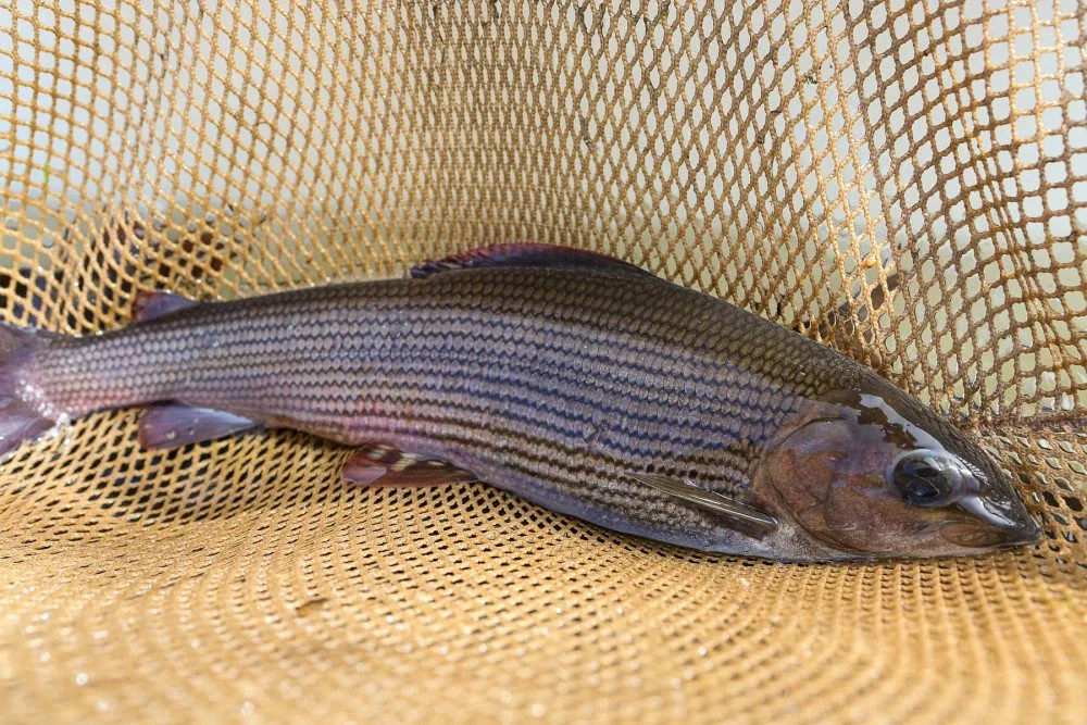 lipan podhorní