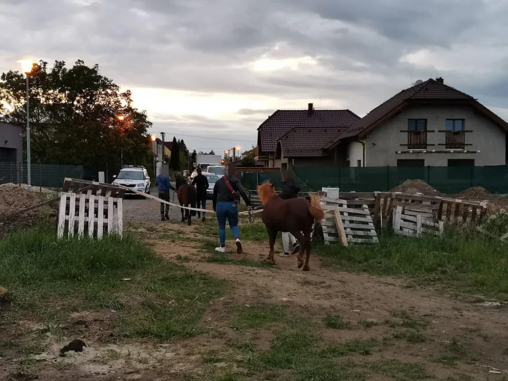 Uprchlé poníky pomáhali chytat strážníci městské policie v Plzni