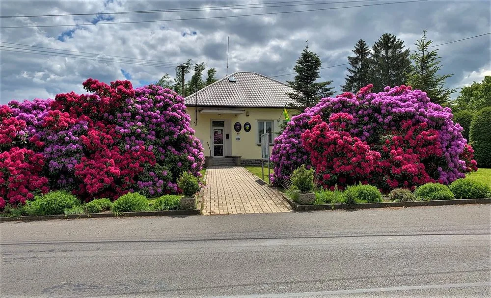 Rododendrony jsou obdivovanou dominantou obce Jarov