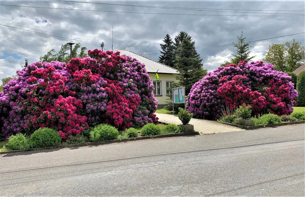 Rozkvetlé rododendrony se stávají turistickou atrakcí. Dejte pozor, až u nich budete brzdit!