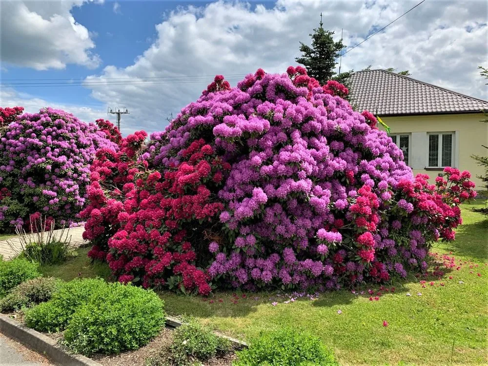 Rozkvetlé rododendrony se stávají turistickou atrakcí. Dejte pozor, až u nich budete brzdit!