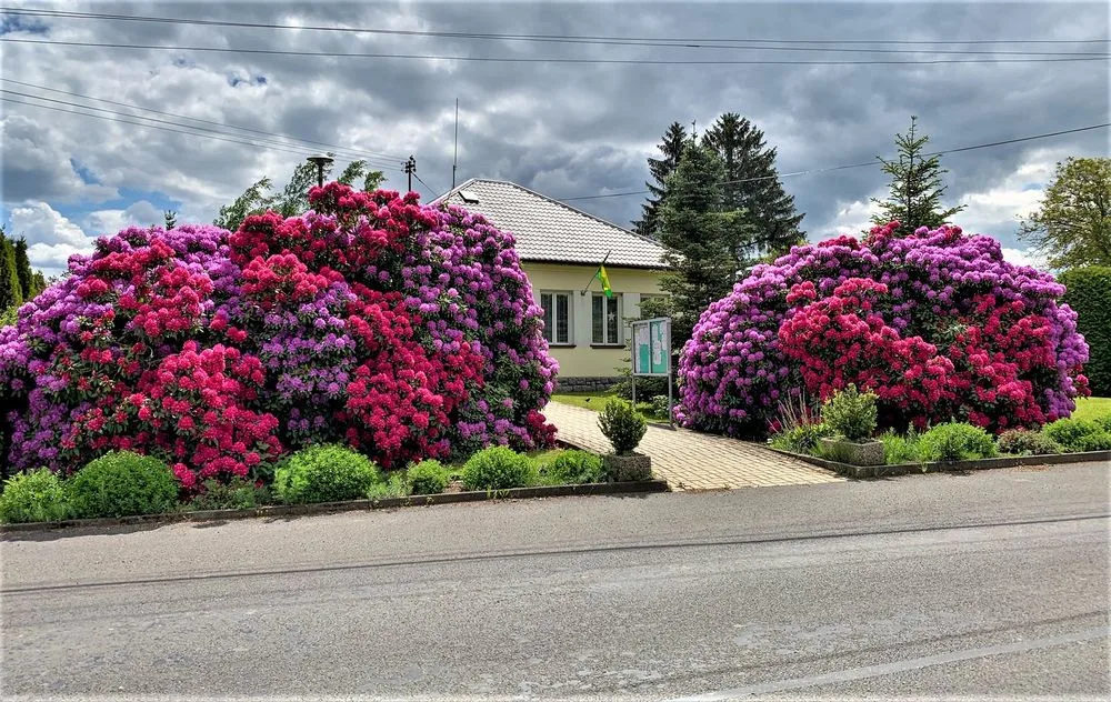Rozkvetlé rododendrony se stávají turistickou atrakcí. Dejte pozor, až u nich budete brzdit!