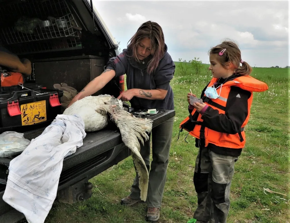 Po prvním ošetření na místě se odchycený labuťák připravuje k transportu na veterinu