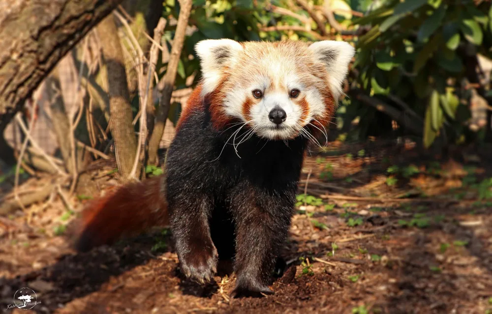 panda červená