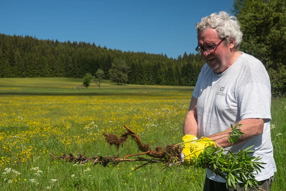 Správa NP Šumava se snaží rostlinu postupně likvidovat