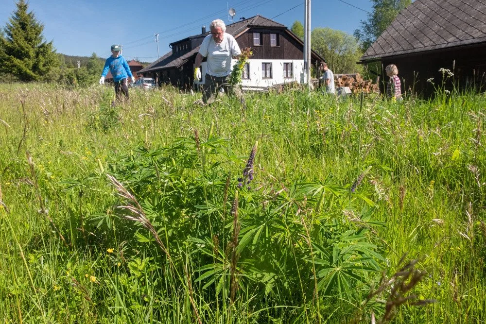 S lupinou vyráží do boje i dobrovolníci,