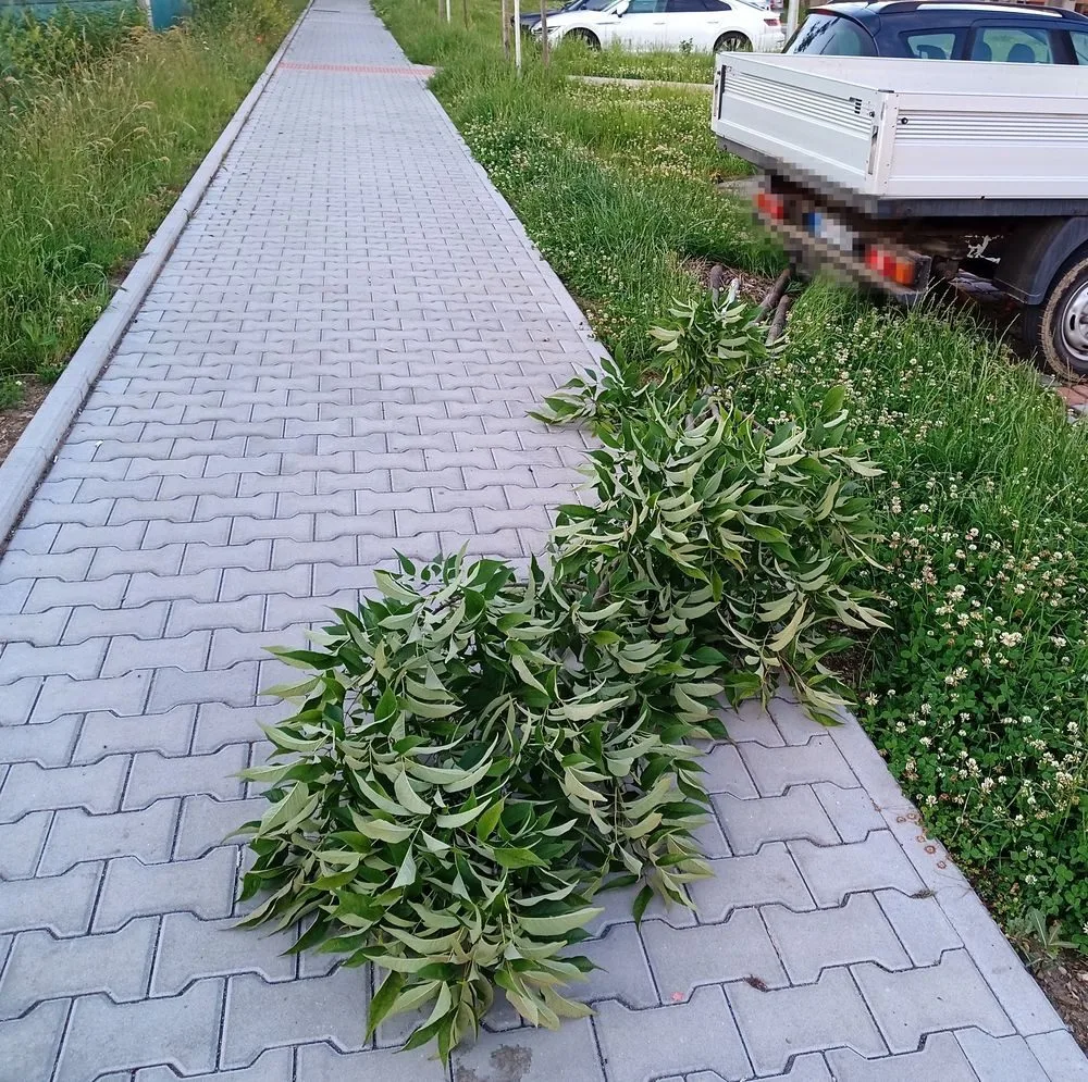 Motorista vyvrátil strom a na místě nerušeně parkoval jako by se nic nestalo