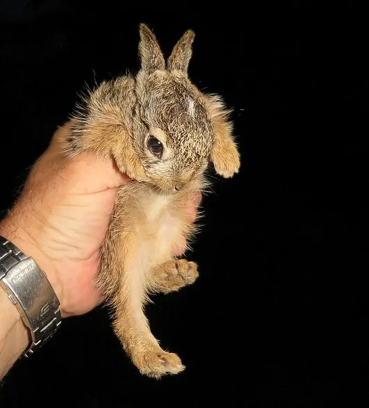 Také tohoto zajíčka, kterého lidé přinesli do stanice, záchranáři vrátili zpět na místo nálezu