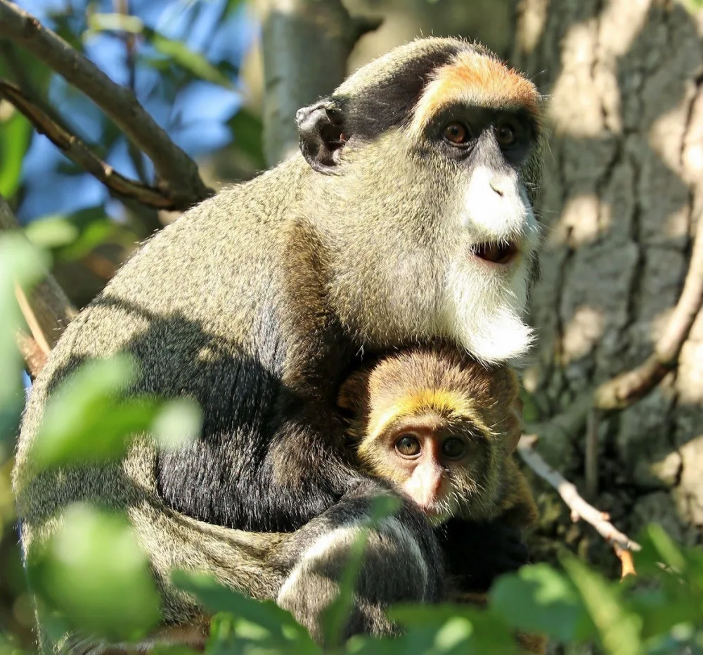 Holka nebo kluk? V zoo se radují z dalšího mláděte