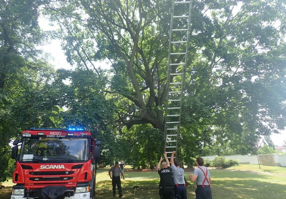 V koruně stromu uvízlo kotě, na pomoc museli přijet hasiči