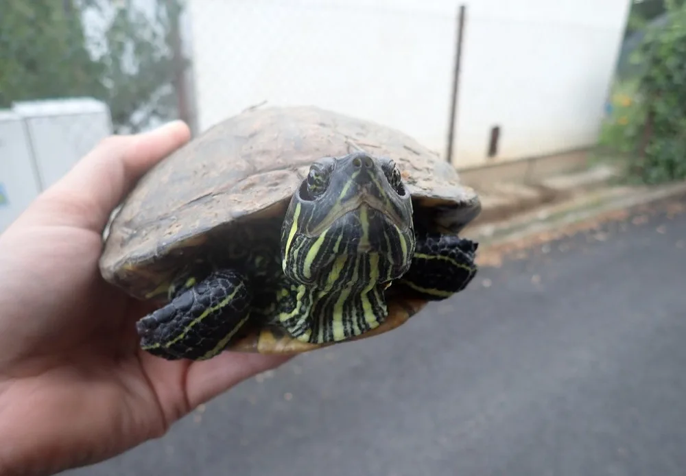 Lidé se zbavují nechtěných mazlíčků, záchranné stanice teď plní želvy