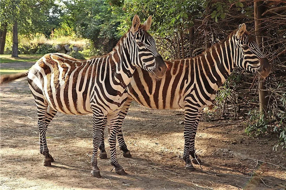 Zoo Plzeň se zapojila do záchrany vzácných zeber bezhřívých, chová první tři zvířata