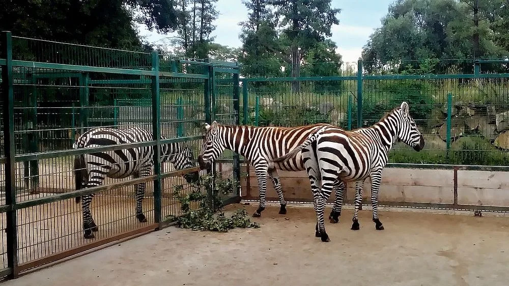 Zoo Plzeň se zapojila do záchrany vzácných zeber bezhřívých, chová první tři zvířata