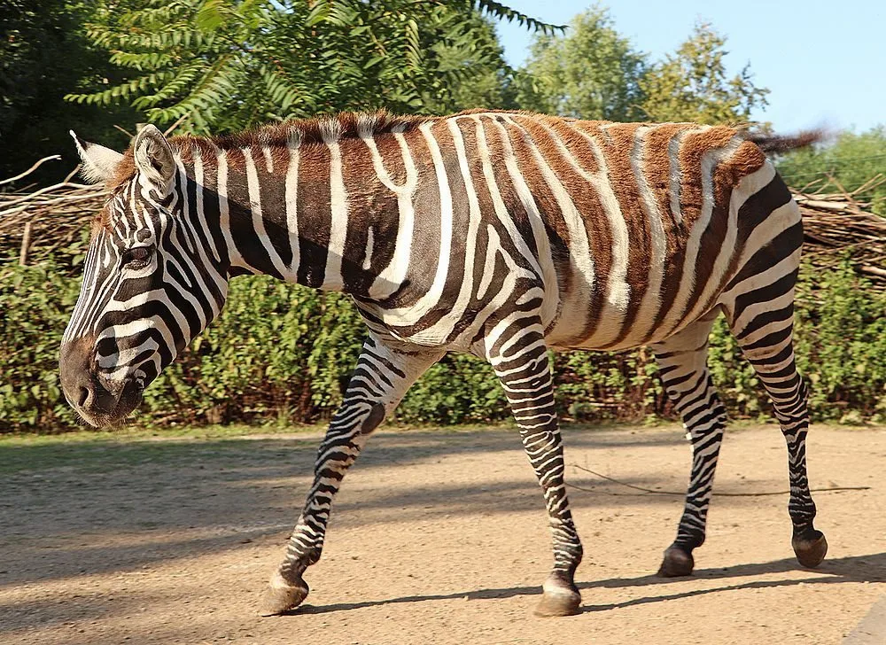 Zoo Plzeň se zapojila do záchrany vzácných zeber bezhřívých, chová první tři zvířata