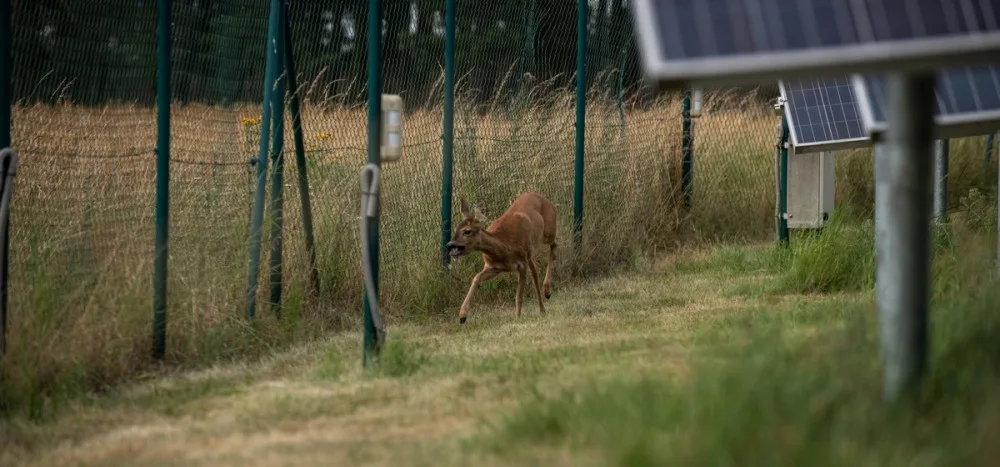 Srnka se procházela mezi fotovoltaickými panely