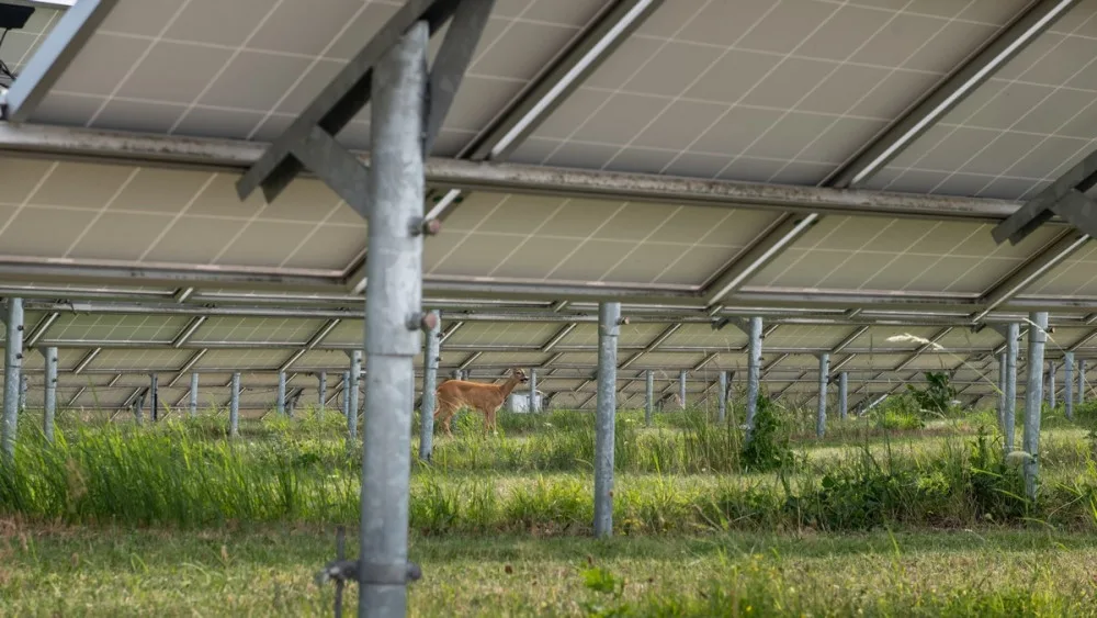 Při extrémně obtížném odchytu srnky v areálu fotovoltaické elektrárny pomáhal i dron