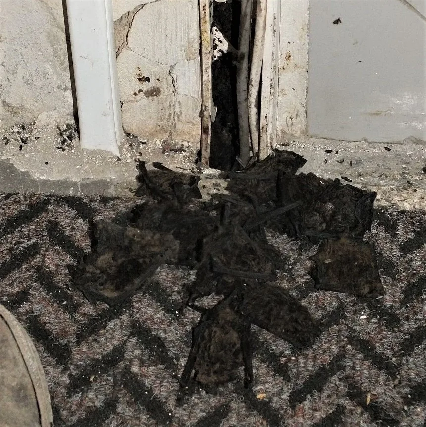 Netopýři se dostanou všude. Problém je dostat je ven