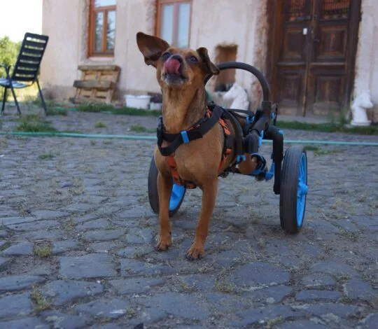 Česká firma vyrábí invalidní vozíky pro handicapované pejsky