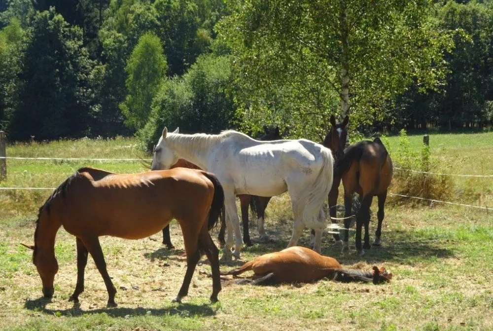 Veterináři odebrali chovatelce šest koní, v horkém létě byli bez vody i krmiva