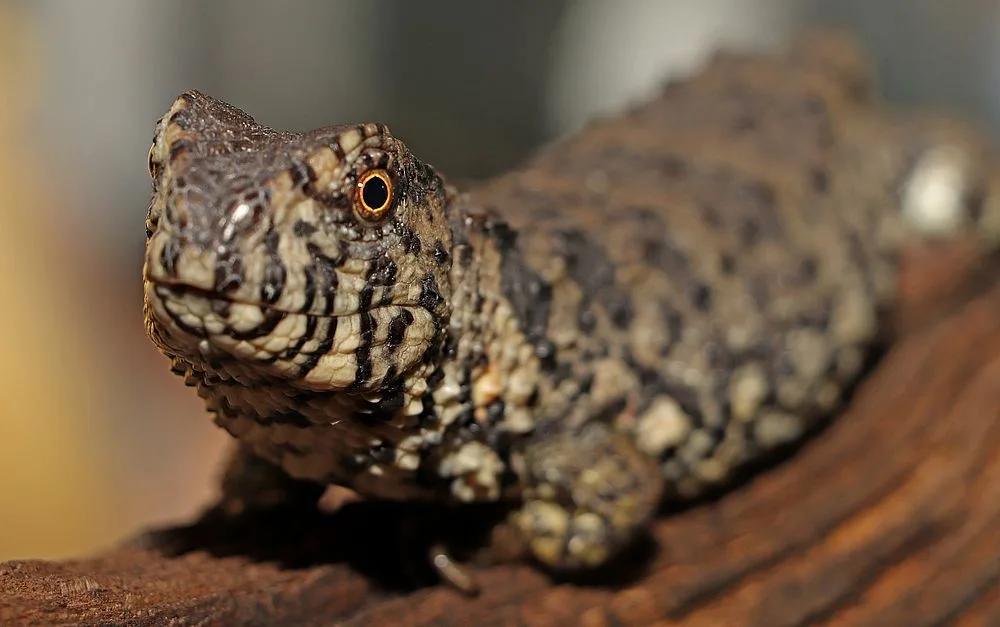 Zoo Plzeň má nový pavilon s čínskými prvky, uvnitř je k vidění asijská fauna i flóra