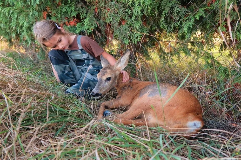 Tato srnka sražená autem už bohužel neměla žádnou šanci na záchranu života