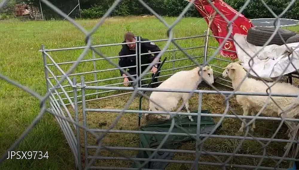 V tomto okamžiku už byla ovečka z pasti vysvobozená