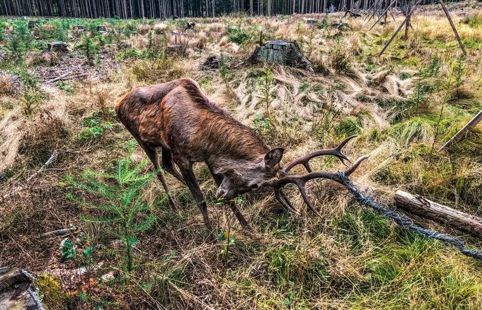 Jelen se zapletl parohy do oplocení lesní školky