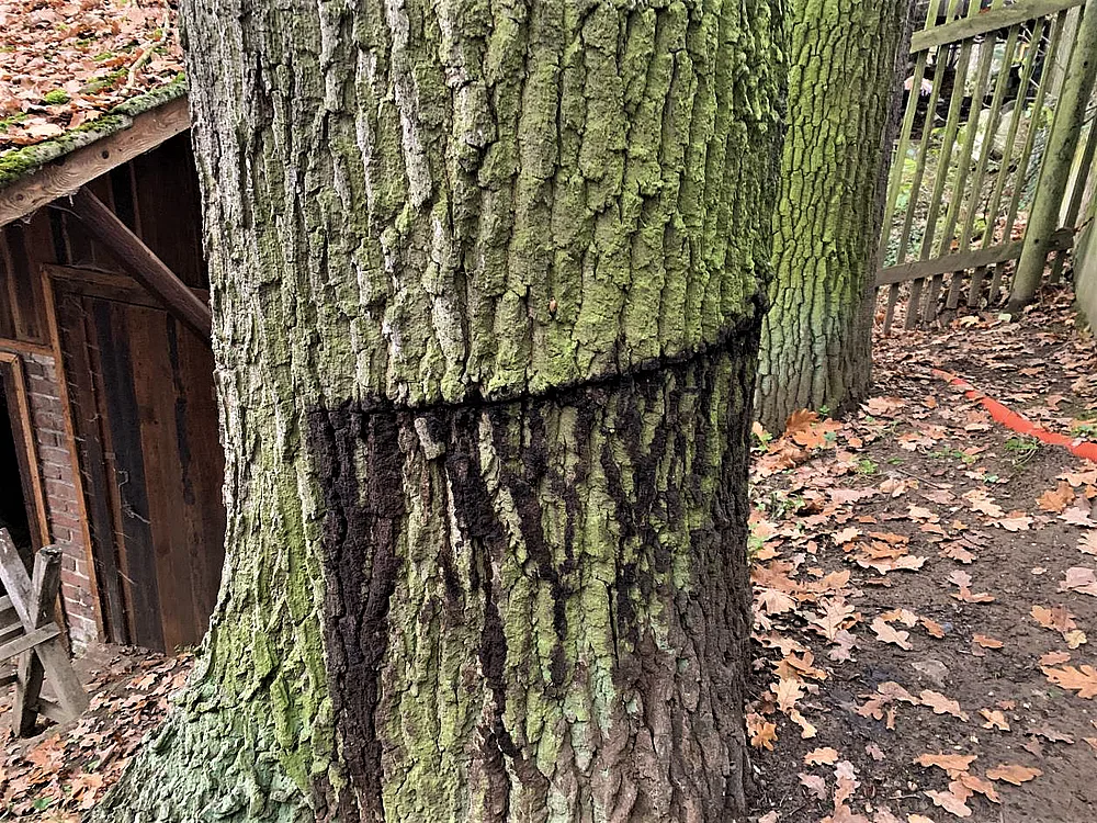 Vandal nařízl do půlky kmen 120 let starého dubu na soukromém pozemku