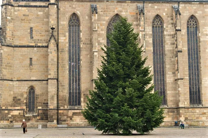 Vánoční jedle už stojí na svém místě a čeká na ozdobení