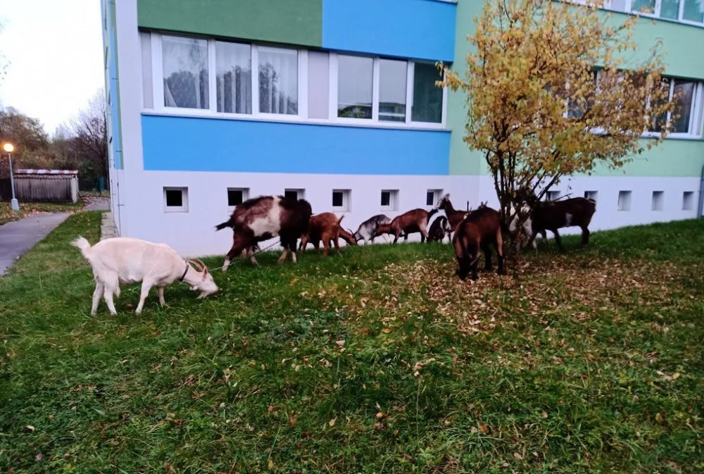 Stádo koz zabloudilo v Plzni k vysokoškolským kolejím, kde se pak zvířata klidně pásla