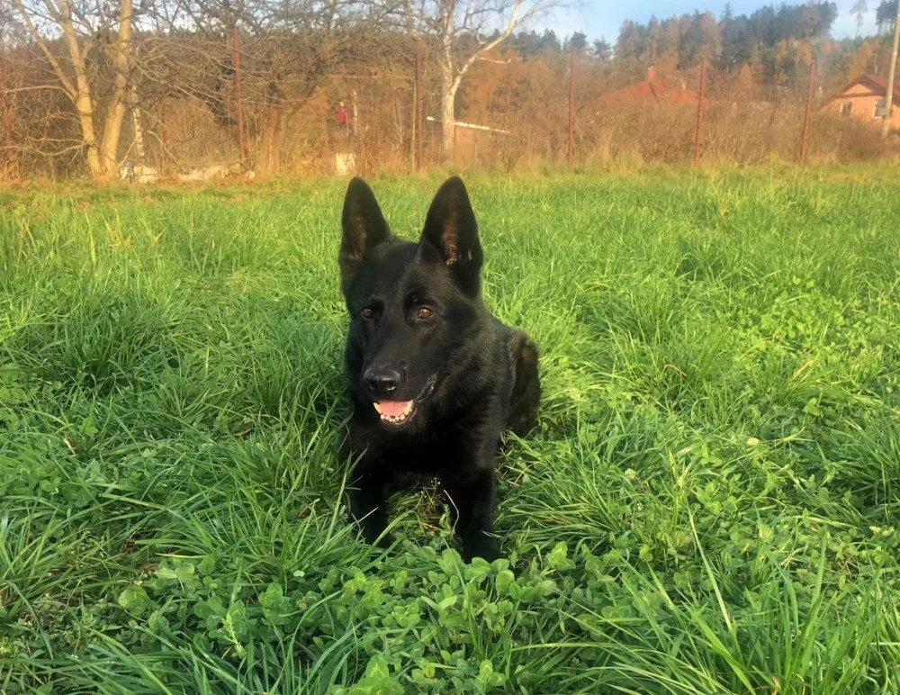 Policejní pes Gorbi bleskově vypátral zloděje
