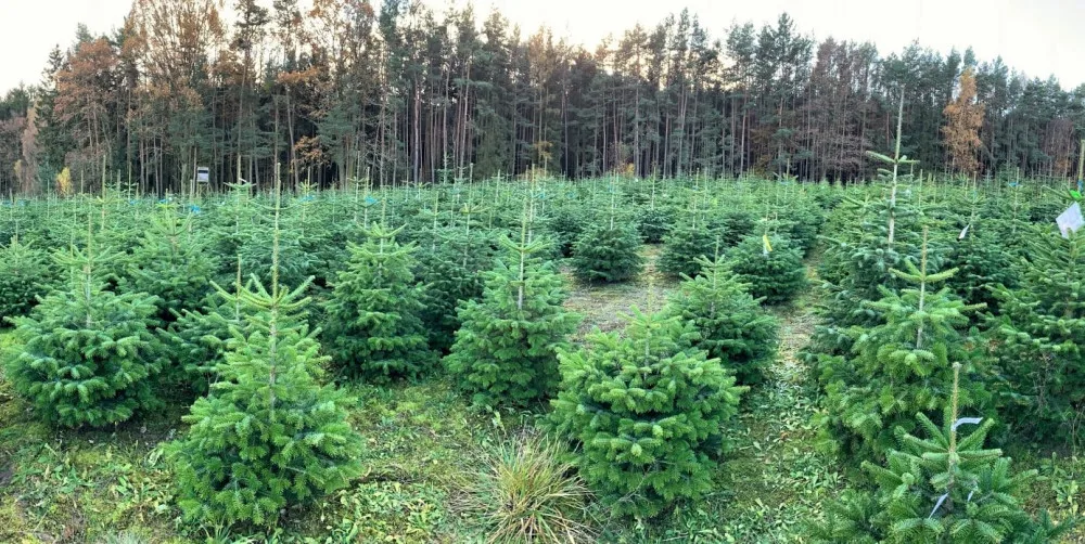 Zákazníci si mohli v říjnu vybrat na plantáži svůj vánoční strom, teď se začnou řezat