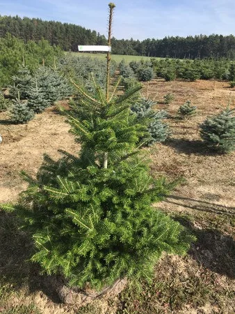 Korejská jedle bude hitem Vánoc