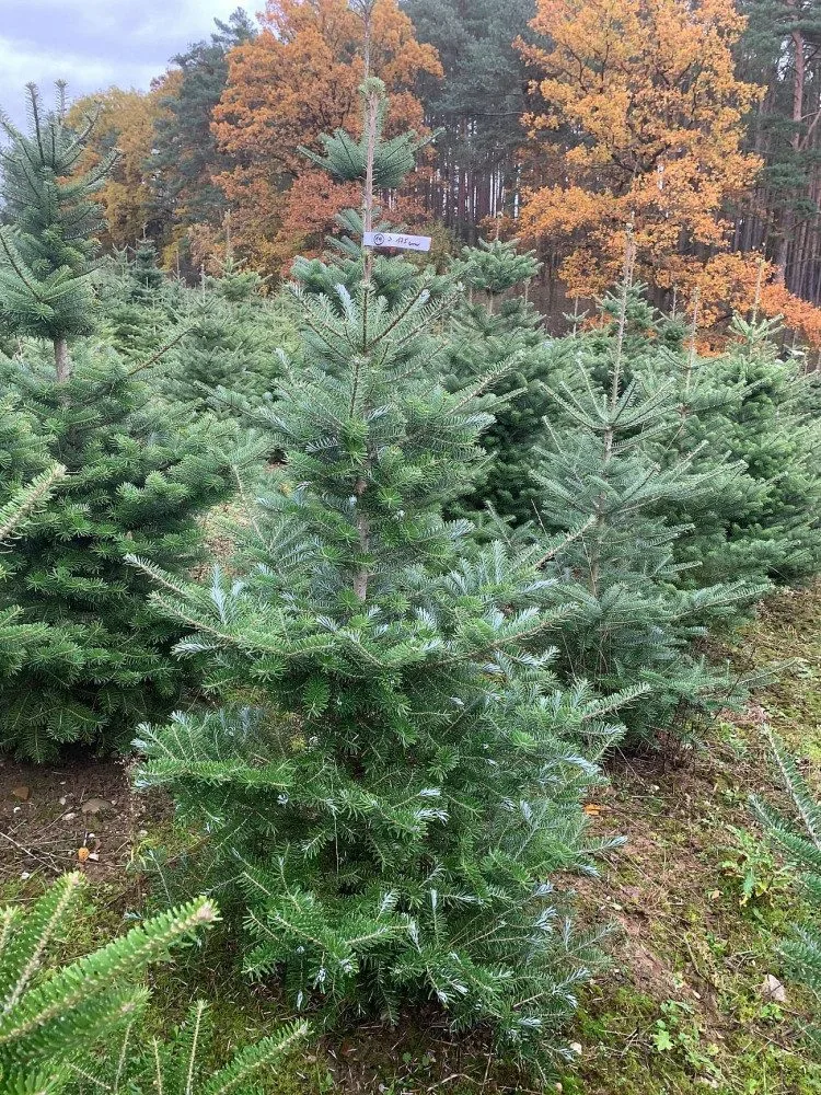 Vánoční stromy rostou na plantážích