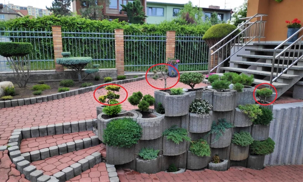 Červený kroužek na fotografii označuje bonsaje, které zloděj odcizil
