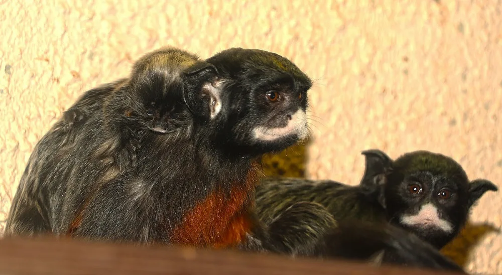Prvním letošním mládětem v plzeňské zoo je tamarín bělohubý