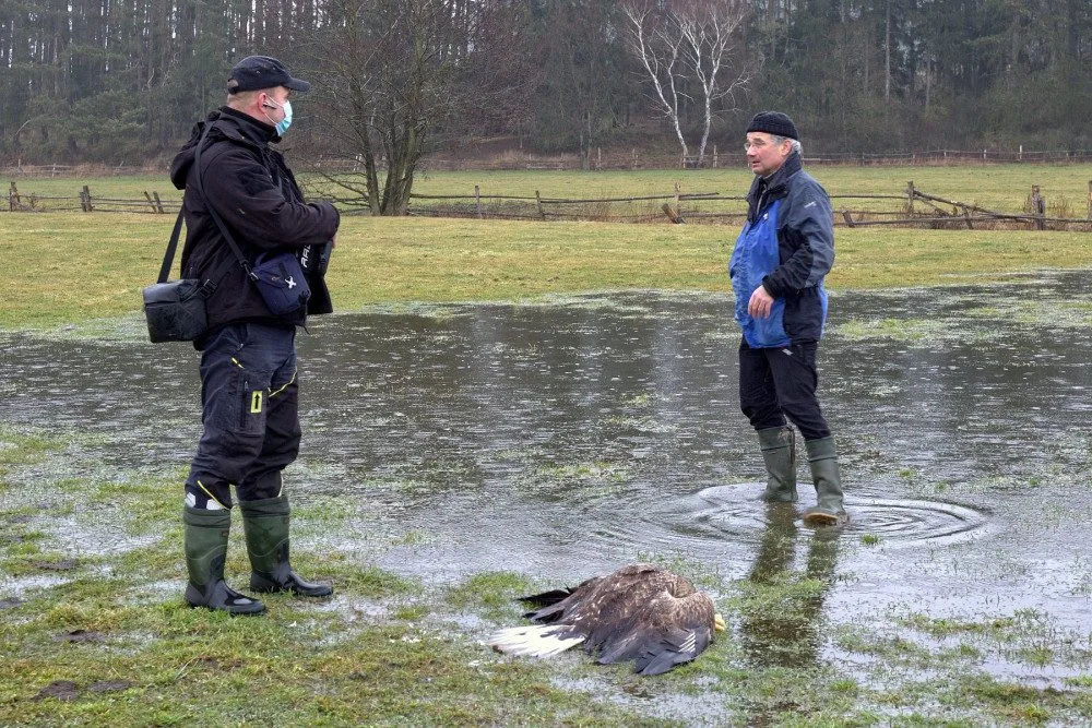 Masakr čtyř orlů mořských vyšetřuje policie, neznámý pachatel je na Klatovsku otrávil