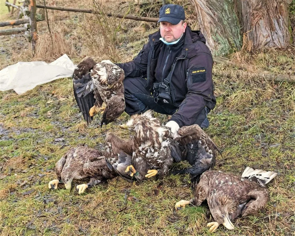 Smutný pohled na otrávené dravce