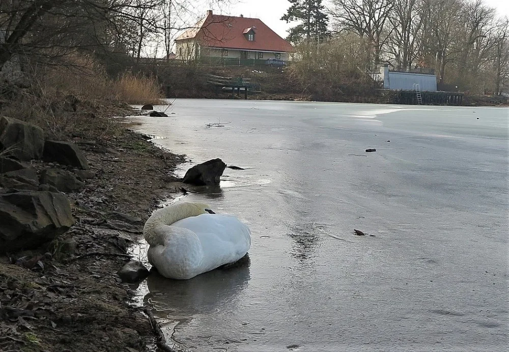 Uhynula i tato labuť