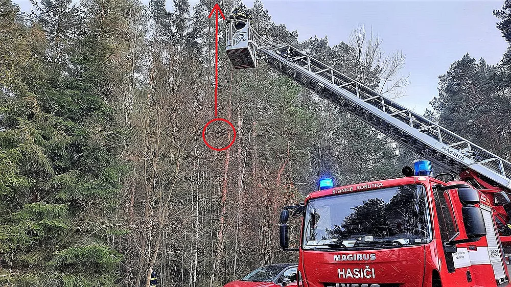 V tuto chvíli začala kočka šplhat až k vrcholku stromu