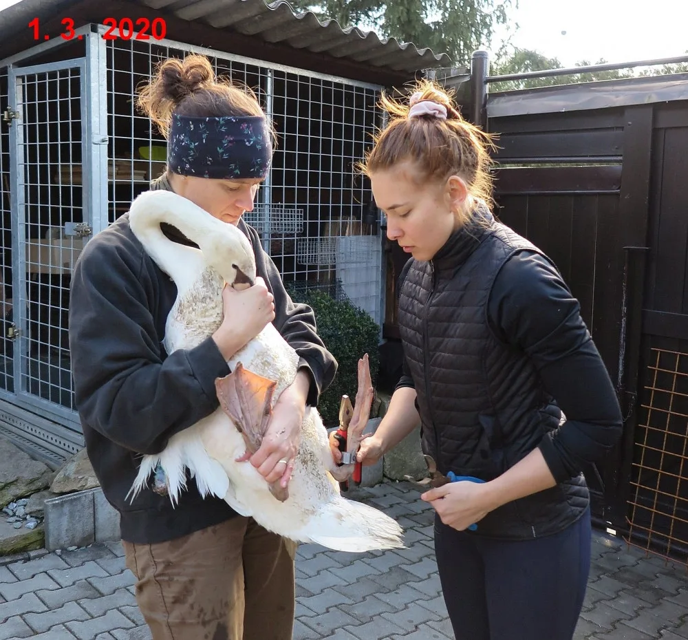 Labuť se po amputaci křídla zotavovala v plzeňské záchranné stanici živočichů